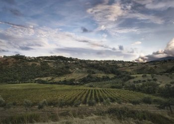 Terreno agricolo Montalto Uffugo - foto 4