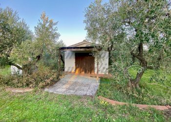 photo_5818674435828335239_y.jpg - Terreno agricolo Via del Terminone, Cecina - foto 3