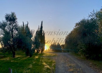 photo_2024-01-05_09-39-33 (2).jpg - Terreno agricolo Via del Terminone, Cecina - foto 4