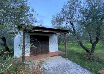 photo_5800809304612257662_y.jpg - Terreno agricolo Via del Terminone, Cecina - foto 7