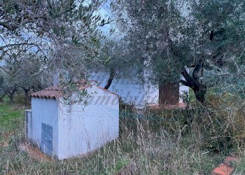 photo_5800809304612257656_y.jpg - Terreno agricolo Via del Terminone, Cecina - foto 17