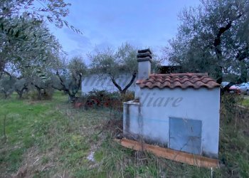 photo_5800809304612257657_y.jpg - Terreno agricolo Via del Terminone, Cecina - foto 18