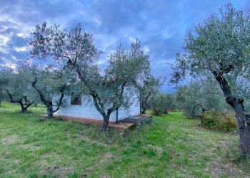 photo_5800809304612257674_y.jpg - Terreno agricolo Via del Terminone, Cecina - foto 20