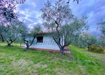 photo_5800809304612257675_y.jpg - Terreno agricolo Via del Terminone, Cecina - foto 21