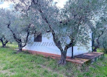 photo_5800809304612257676_y.jpg - Terreno agricolo Via del Terminone, Cecina - foto 22