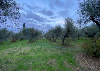 photo_5800809304612257682_y.jpg - Terreno agricolo Via del Terminone, Cecina - foto 27