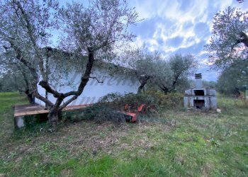 photo_5800809304612257683_y.jpg - Terreno agricolo Via del Terminone, Cecina - foto 28