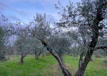 photo_5800809304612257685_y.jpg - Terreno agricolo Via del Terminone, Cecina - foto 29