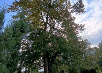 Villa Via Guglielmo Marconi, Ruda - foto 26