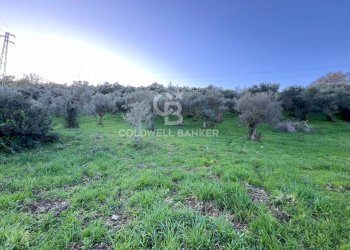 Terreno agricolo S.S. Tirrena Inferiore, Ogliastro Cilento - foto 9