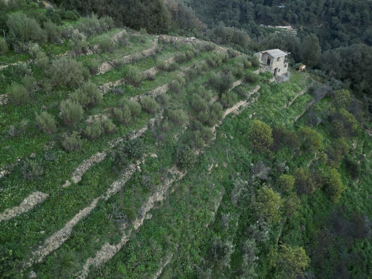 drone - Terreno agricolo Via delle Otto Case 94, Ventimiglia - foto 1