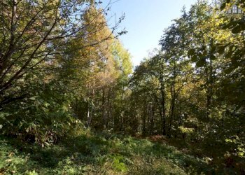 Giardino - Rustico strada comunale Fobbie, Rueglio - foto 24