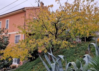 20231204_123353.jpg - Villa Trifamiliare Via Morucciola, Arcola - foto 4