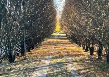 Casa indipendente Castelnuovo Belbo - foto 32