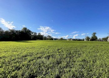 terreno vendita soriso prato3 - Terreno edificabile via casale roncallo, Soriso - foto 4