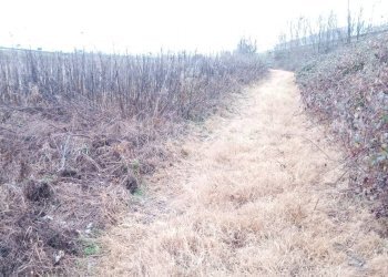 Terreno agricolo Verolengo - foto 7