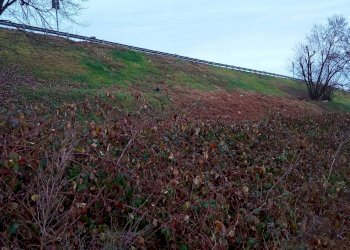 Terreno agricolo Verolengo - foto 8