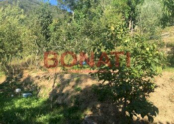 Villa a Schiera Tresana - foto 10