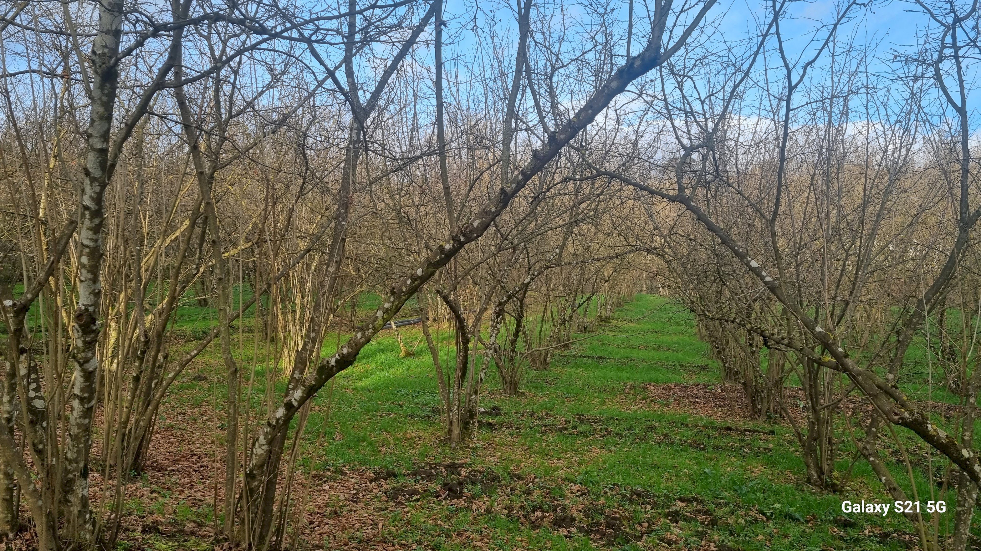 Terreno commerciale contrada fiume, Aiello del Sabato - foto 1