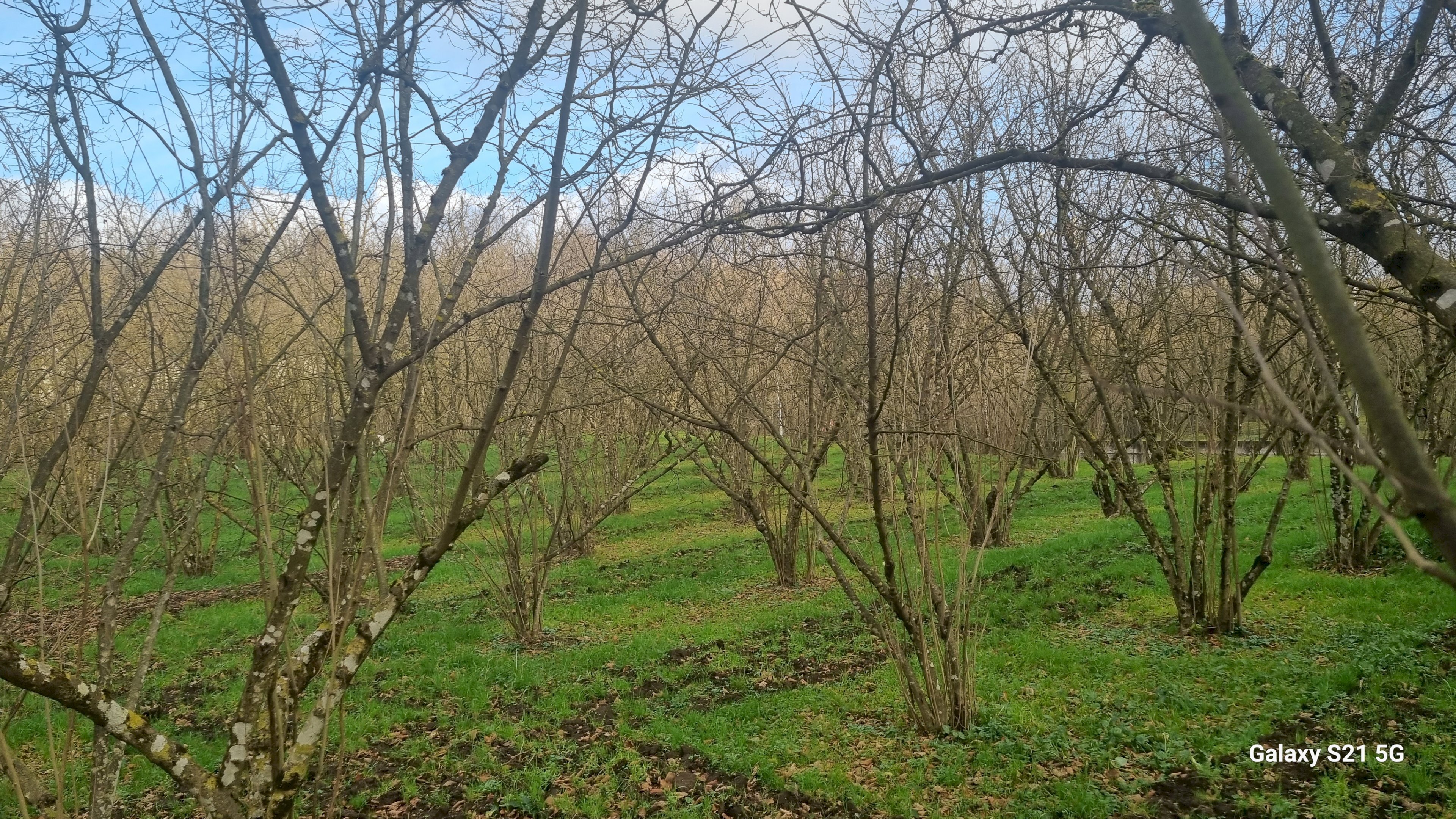 Terreno commerciale contrada fiume, Aiello del Sabato - foto 3