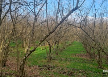 Terreno commerciale contrada fiume, Aiello del Sabato - foto 2