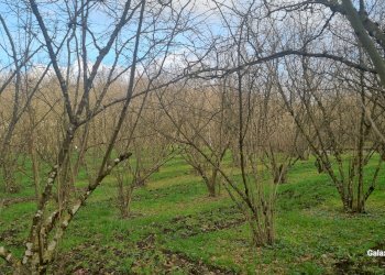 Terreno commerciale contrada fiume, Aiello del Sabato - foto 4