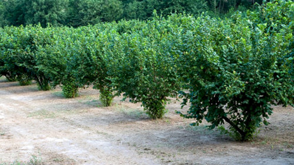 Agricultural land Asti - photo 1