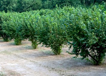 Terreno agricolo Asti - foto 1