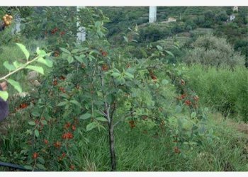 Altro - Terreno edificabile Bordighera - foto 5