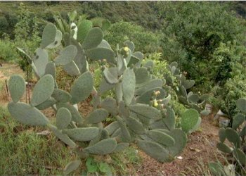 Altro - Terreno edificabile Bordighera - foto 7