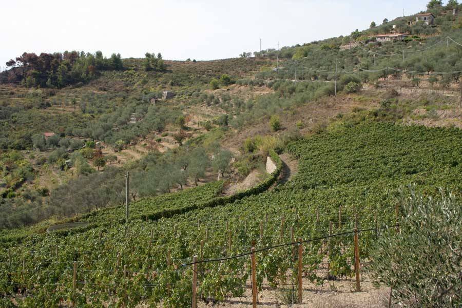 Terreno - Terreno agricolo via Miramonti, 3, Perinaldo - foto 1