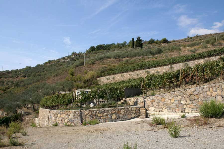 Terreno - Terreno agricolo via Miramonti, 3, Perinaldo - foto 2