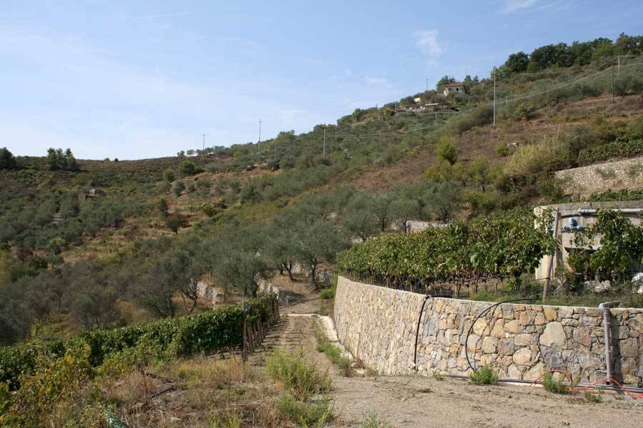 Terreno - Terreno agricolo via Miramonti, 3, Perinaldo - foto 3