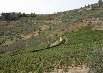 Terreno - Terreno agricolo via Miramonti, 3, Perinaldo - foto 1