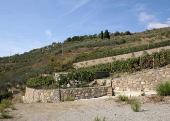 Terreno - Terreno agricolo via Miramonti, 3, Perinaldo - foto 2