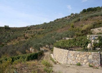 Terreno - Terreno agricolo via Miramonti, 3, Perinaldo - foto 3