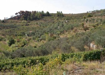 Terreno - Terreno agricolo via Miramonti, 3, Perinaldo - foto 4