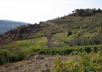 Terreno - Terreno agricolo via Miramonti, 3, Perinaldo - foto 5