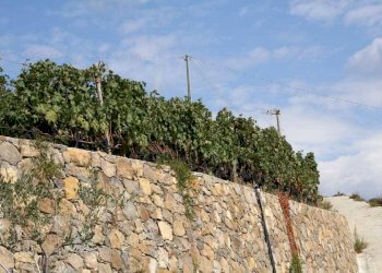 Terreno - Terreno agricolo via Miramonti, 3, Perinaldo - foto 6