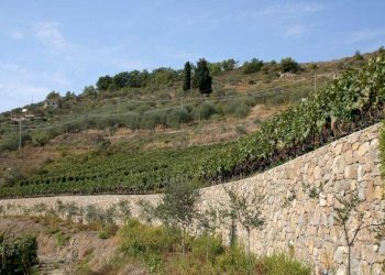 Terreno - Terreno agricolo via Miramonti, 3, Perinaldo - foto 7