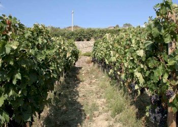 Terreno - Terreno agricolo via Miramonti, 3, Perinaldo - foto 8