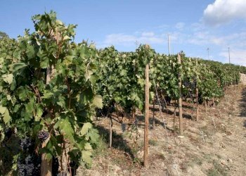 Terreno - Terreno agricolo via Miramonti, 3, Perinaldo - foto 9