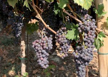 Terreno - Terreno agricolo via Miramonti, 3, Perinaldo - foto 10