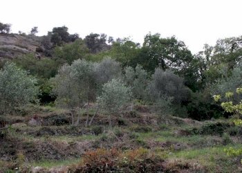 Villa strada Provinciale 59, 5, Vallecrosia - foto 16