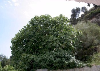 vista - Villa strada Provinciale 59, 5, Vallecrosia - foto 20