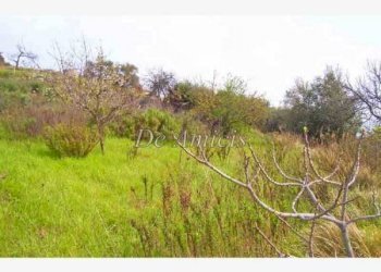 Terreno agricolo Sanremo - foto 3