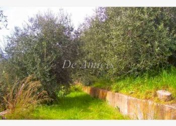 Terreno agricolo Sanremo - foto 6