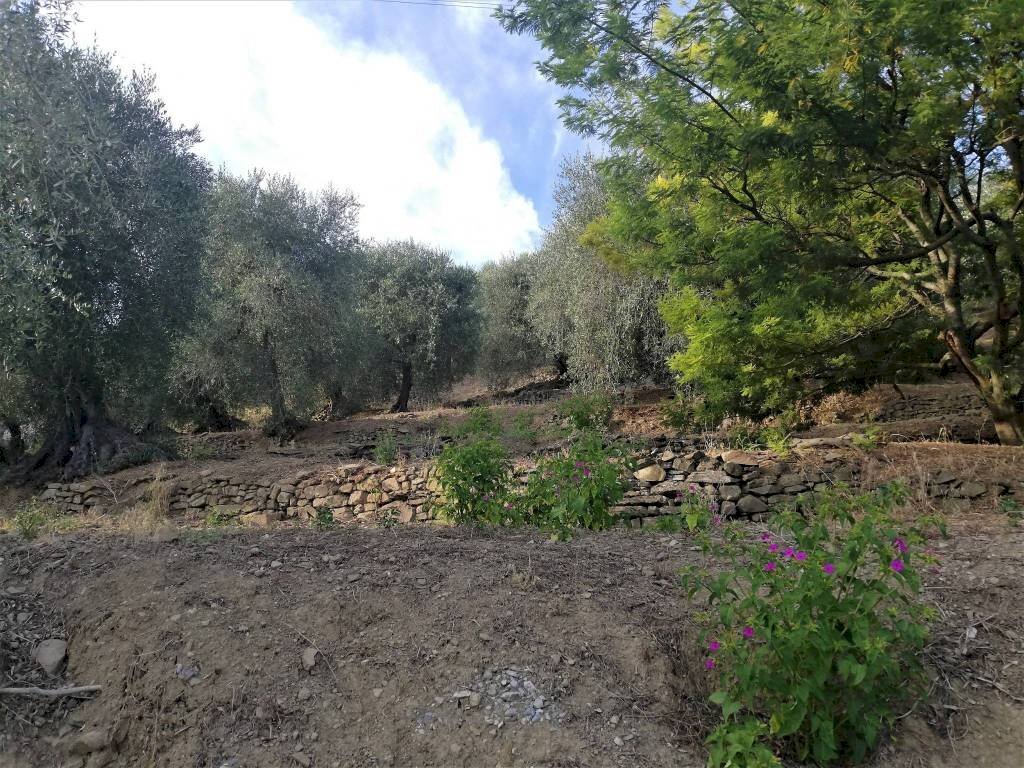 uliveto - Agricultural land Località Villa, Perinaldo - photo 1