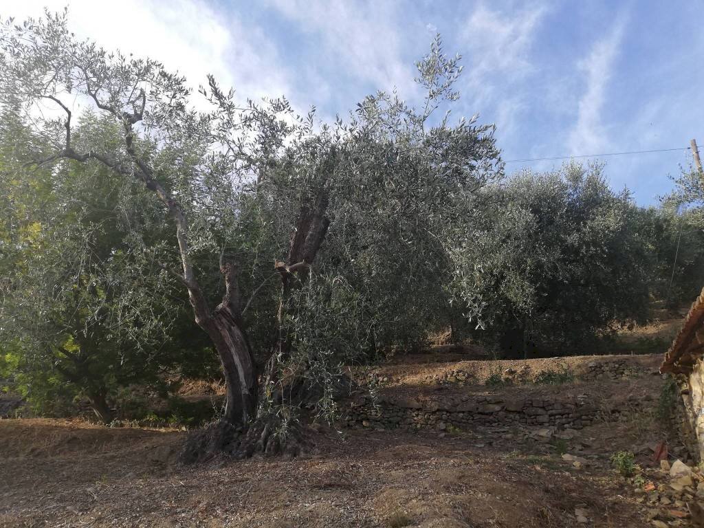 uliveto - Agricultural land Località Villa, Perinaldo - photo 2