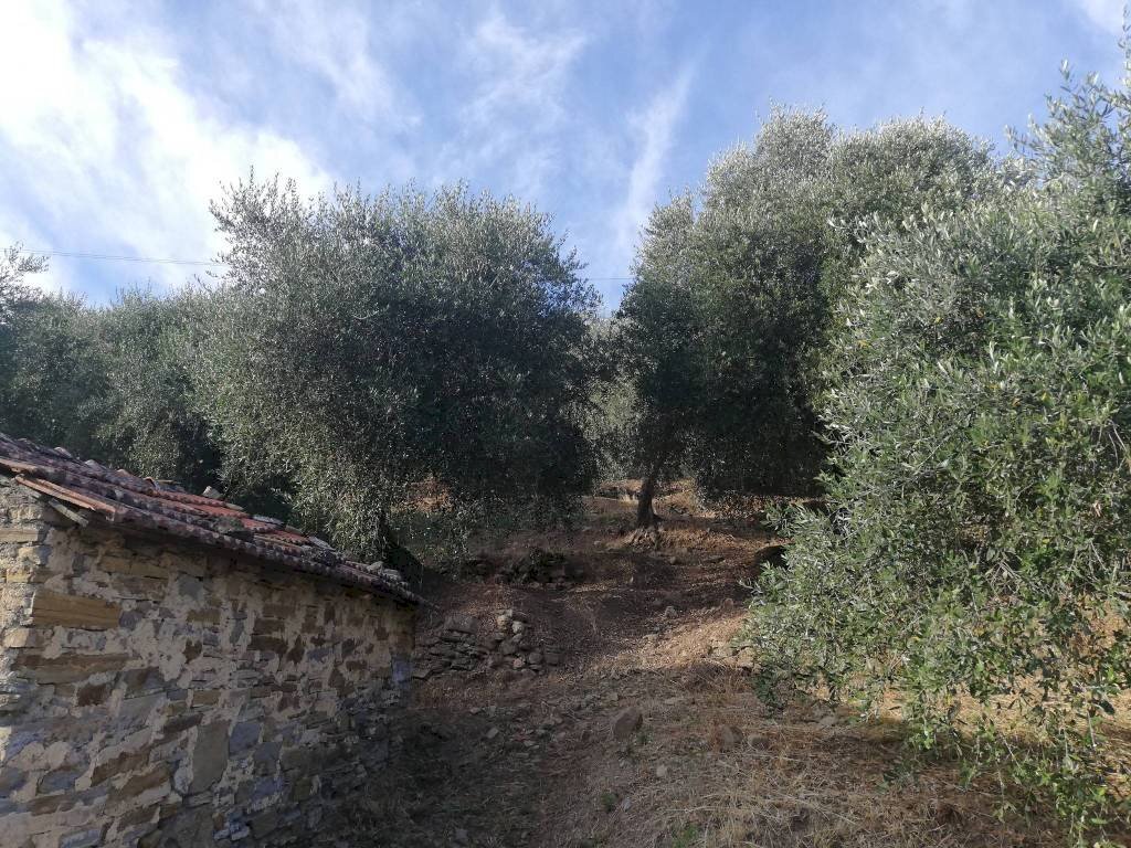 Agricultural land Località Villa, Perinaldo - photo 3